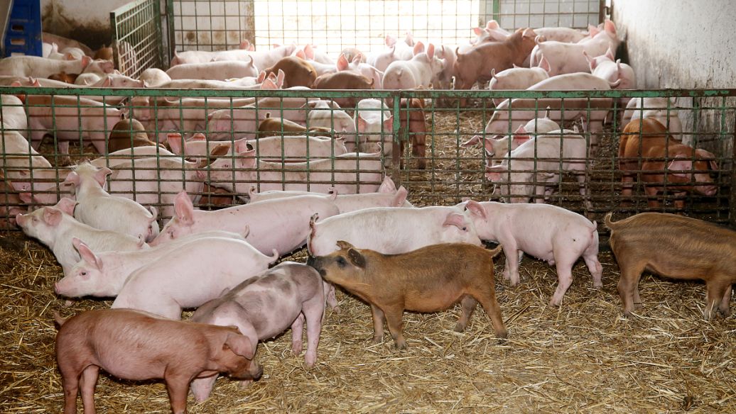 豬糞處理成有機肥國家有補貼嗎？