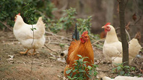 雞糞如何發酵成有機肥？